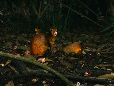 Aguti mit Baby - Belize Highlights