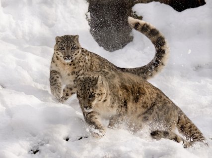 schneeleoparden laufen durch schnee sehr dynamisch - mongolei rundreise 2 wochen