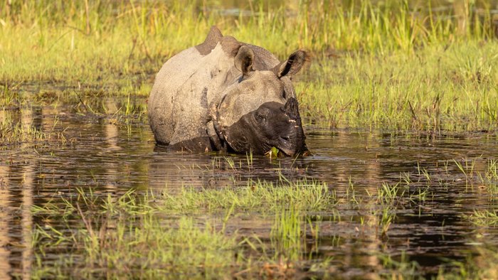 Panzernashorn steht im Wasser