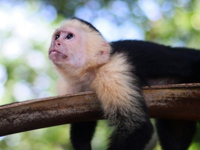 Kapuzineraffe auf einem Ast - Panama Highlights