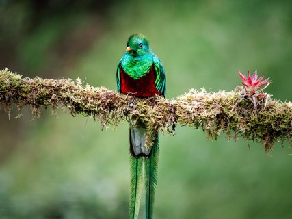 fotoreise costa rica - Quetzal