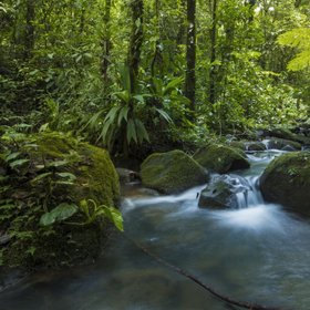 Kleiner Fluss im Regenwald