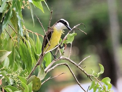 Costa Rica Vögel
