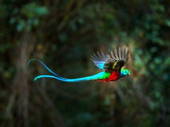 Quetzalmännchen im Flug