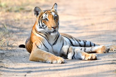 Tiger liegt auf einer Straße