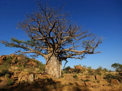 Baobab Baum in steiniger Umgebung - Botswana Highlights