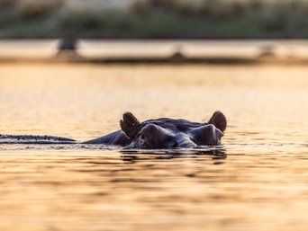 Ein Flusspferd schaut aus dem Wasser, Sonnenuntergang