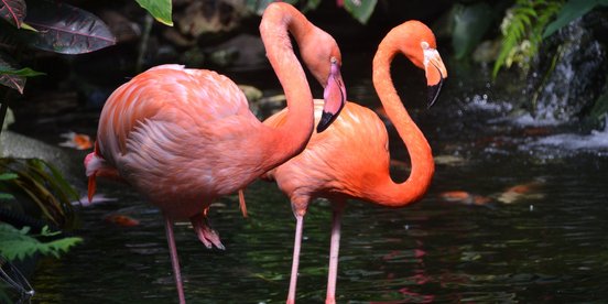 Zwei Flamingos in einem kleinen Fluss