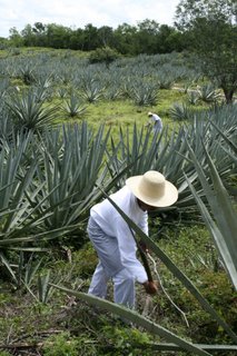 Yucatan Rundreise 2 Wochen - Sisal Plantage