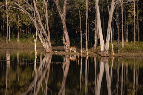 Indien Tiger im Nationalpark