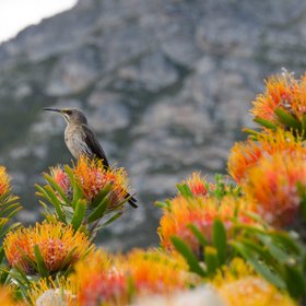 Brauner Vogel auf orangenen Blüten in Südafrika