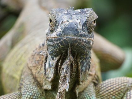 Costa Rica 21 Tage - Nahaufnahme eines Leguans