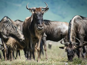 Gruppe von Gnus im Gras