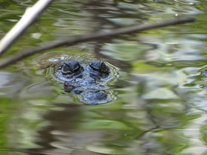 Nicaragua Rundreise - Krokodil im Wasser