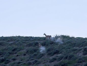 Puma jagdt Guanaco