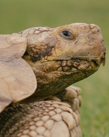 Riesenschildkröte auf einer Wiese