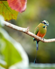 Vogel Motmot auf Ast