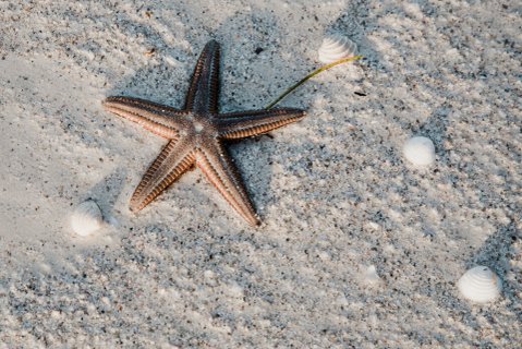 Yucatan Rundreise 2 Wochen - Seestern