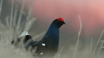 Birkhahn in der Abenddämmerung