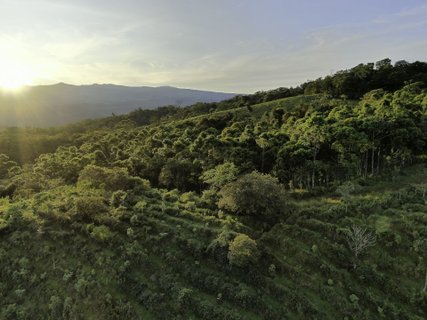Costa Rica Wanderreise - Kaffeeplantage