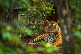 Tiger im Dschungel