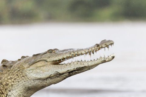 Costa Rica Krokodil