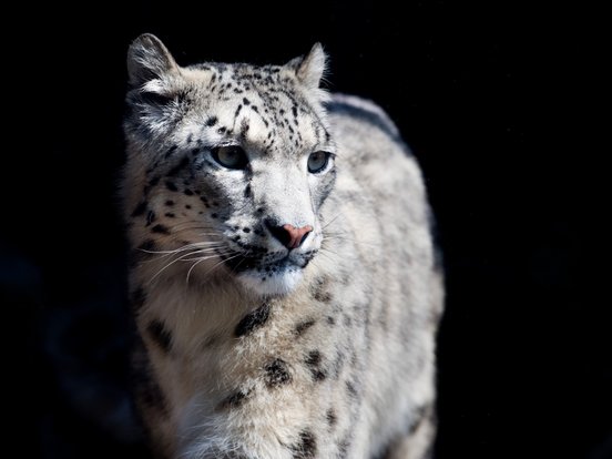 Schneeleopard in Altai Mongolei Rundreise
