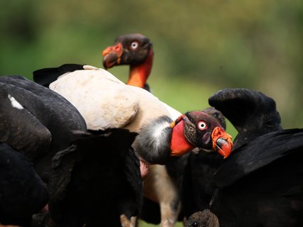 fotoreise costa rica - königsgeier
