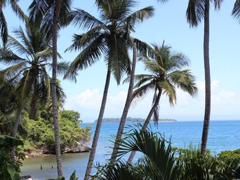 Palmen in Las Terrenas