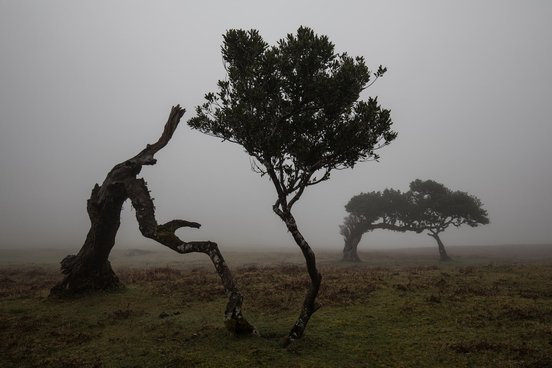 Mystische Stimmung, Baum in nebel - Madeira Reisen