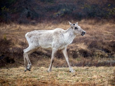 Karibu in Tundra des Yukons - Kanada Highlights