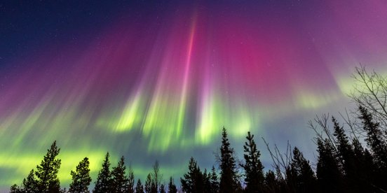 Bunte Polarlichter am Himmel über einem Wald 