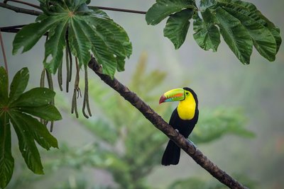 Costa Rica Fischertukan - Highlights in Costa Rica