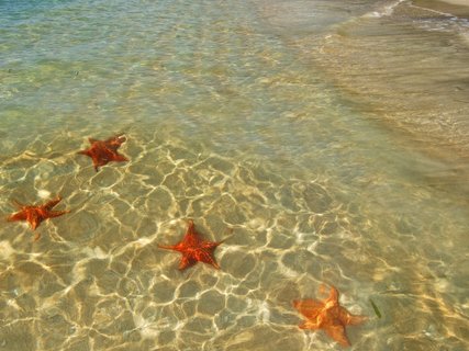 bocas del toro - Seesterne am Playa de las Estrellas
