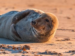 Kegelrobbe im Sonnenuntergang an einem Sandstrand