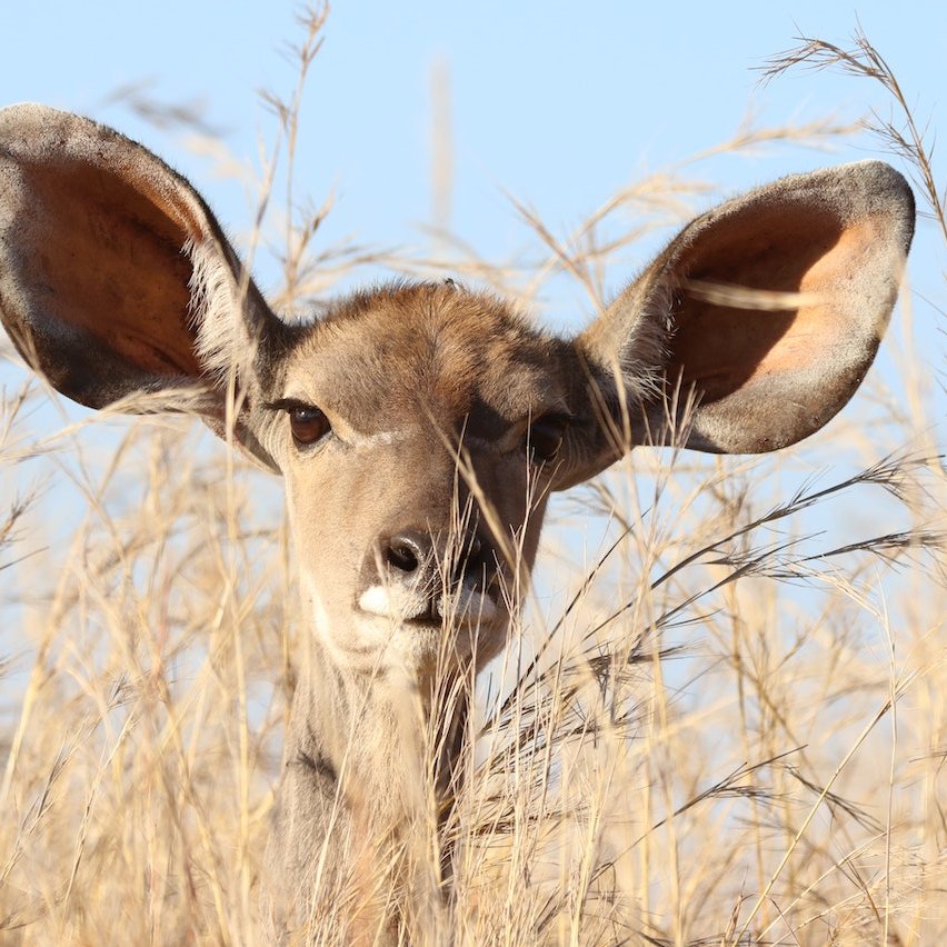 Beste reisezeit Botswana