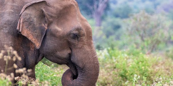 Elefant in Sri Lanka mit eingerolltem Rüssel