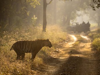 Ein Tiger kreuzt einen Waldweg vor einem entfernten Jeep