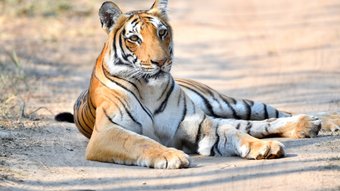 Tiger liegt auf einer Straße