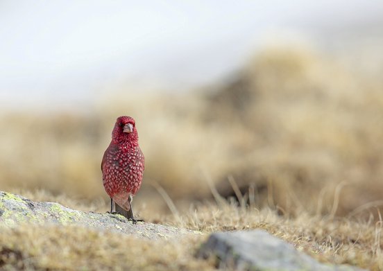 georgien roter vogel