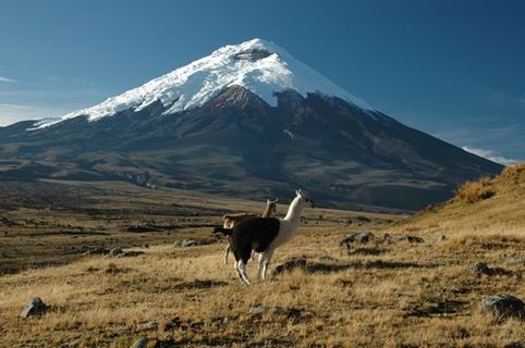 Ecuador Gruppenreise - Alpaka vor Vulkan
