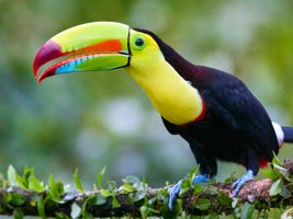 Fischertukan in Costa Rica