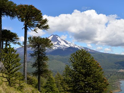 Araukarien vor Vulkan - Chile Nationalparks