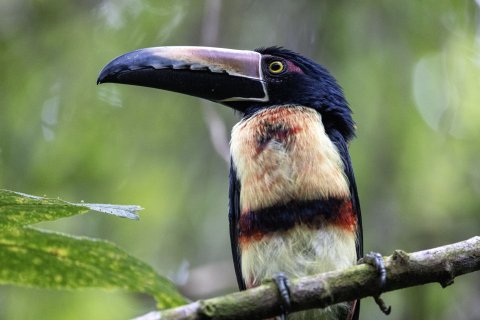 Costa Rica Wanderreise - Tukan