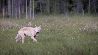 Wolf auf einer Wiese vor einem Wald