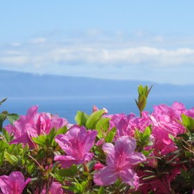 Pink blühende Azaleen in Nahaufnahme