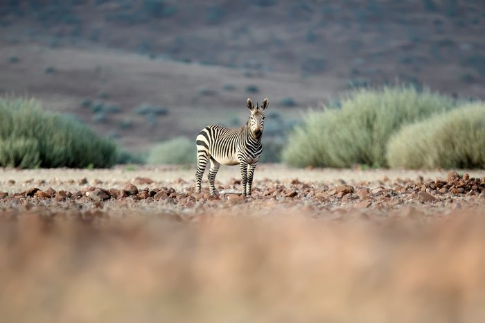 Tiere in Namibia: Zebra auf Straße schaut in die Kamera