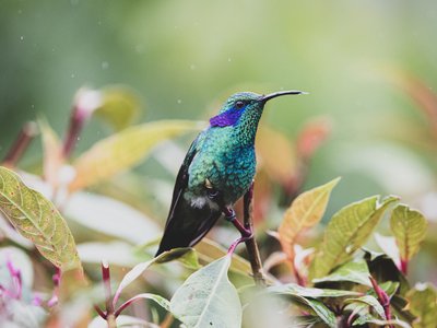Schillernder Kolibri auf einem Ast