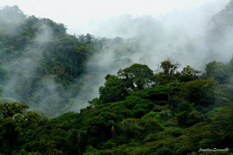 fotoreise costa rica - Nebelwald