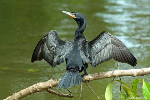 fotoreise costa rica - Wasservogel